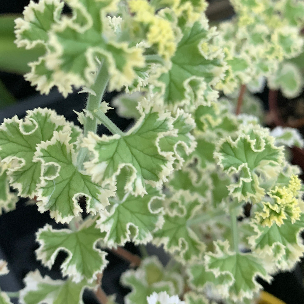 PELARGONIUM Crispum Album Variegatum Vivaio Noaro