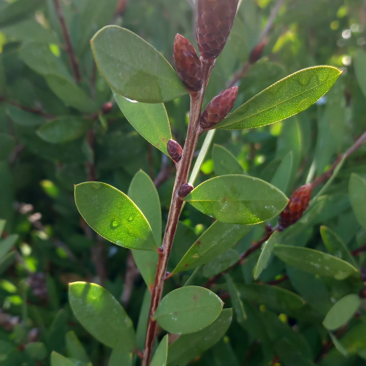 CALLISTEMON Perth Pink - Vivaio Noaro