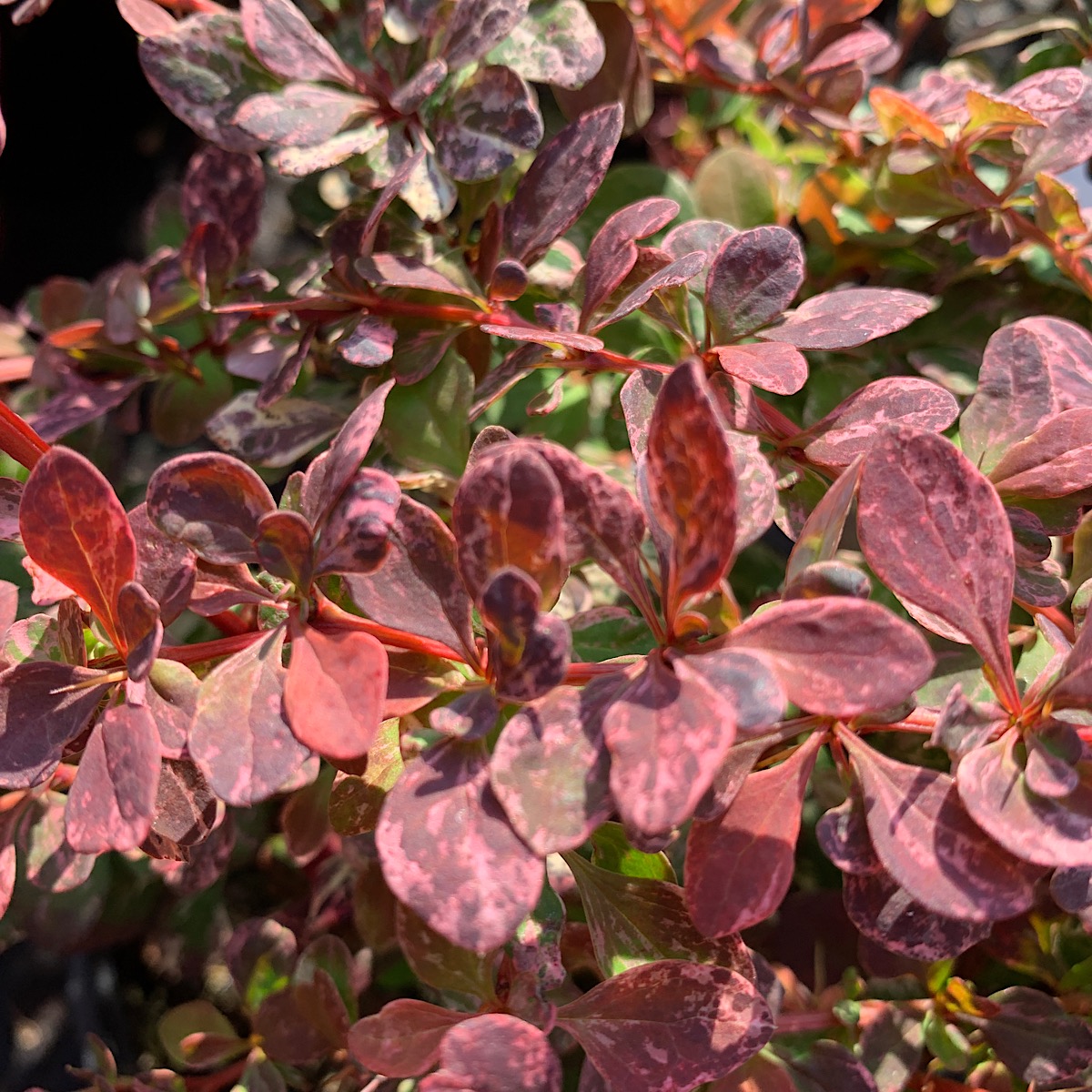 Berberis Thunbergii Rose Glow Vivaio Noaro