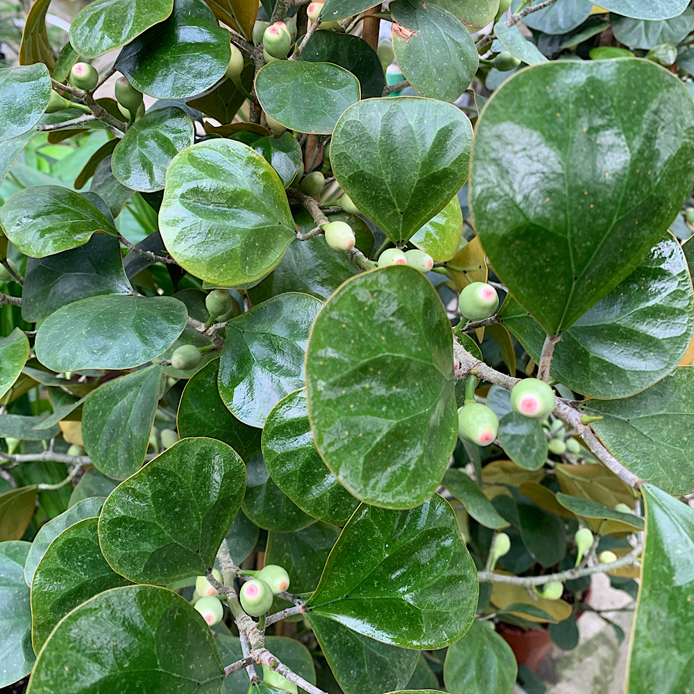 FICUS deltoidea - Vivaio Noaro