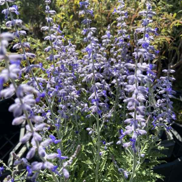 PEROVSKIA atriplicifolia Lacey Blue - Orticola