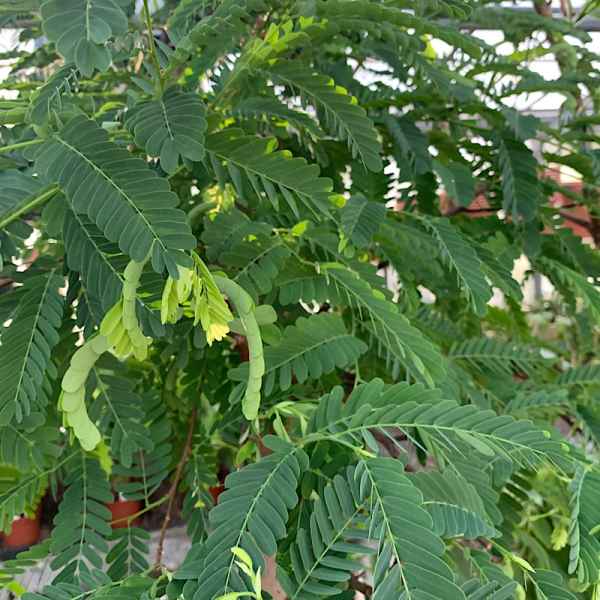 TAMARINDUS Indica TAMARINDO - Vivaio Noaro