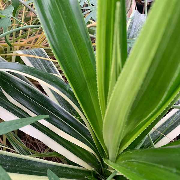 pandanus-veitchii-variegata-vivaio-noaro