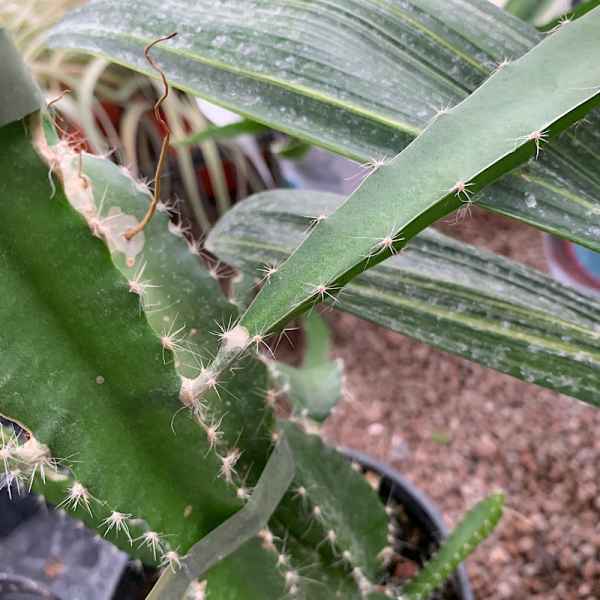 HYLOCEREUS undatus PITAYA - Messico