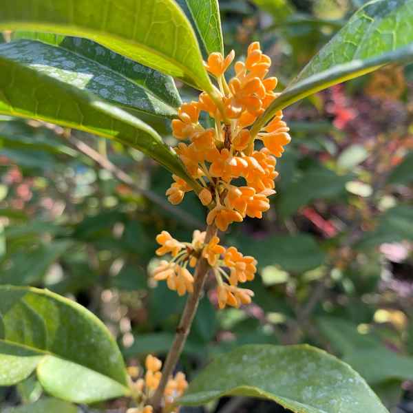 OSMANTHUS fragrans aurantiacus - Cina