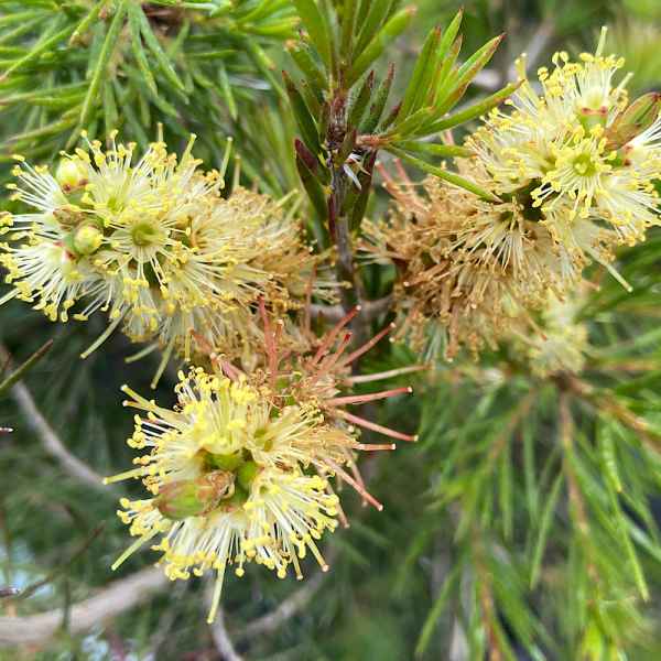 CALLISTEMON Pityoides Sin. MELALEUCA - Vivaio Noaro